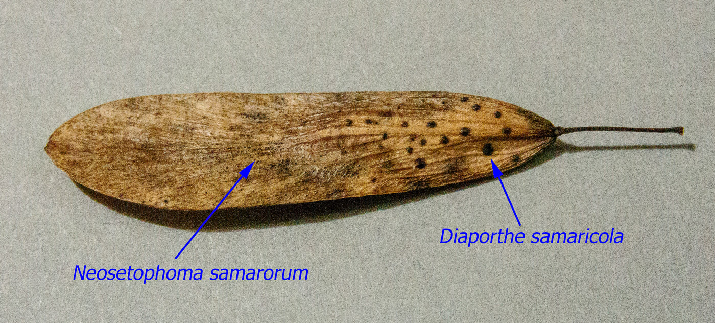 Neosetophoma samarorum  by Neil Fletcher